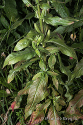 Immagine 4 di 13 - Oenothera oehlkersi Kappus ex Rostański