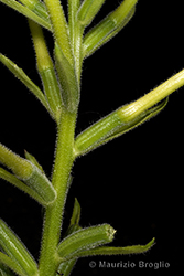 Immagine 9 di 13 - Oenothera oehlkersi Kappus ex Rostański