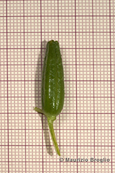Immagine 11 di 13 - Oenothera oehlkersi Kappus ex Rostański