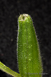 Immagine 12 di 13 - Oenothera oehlkersi Kappus ex Rostański