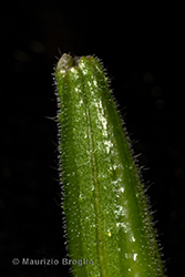 Immagine 13 di 13 - Oenothera oehlkersi Kappus ex Rostański