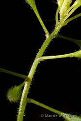 Immagine 4 di 7 - Circaea alpina L.