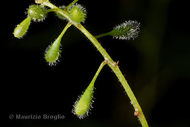 Immagine 5 di 7 - Circaea alpina L.