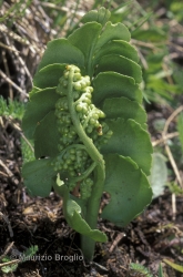 Immagine 2 di 3 - Botrychium lunaria (L.) Sw.