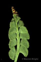 Immagine 3 di 3 - Botrychium lunaria (L.) Sw.