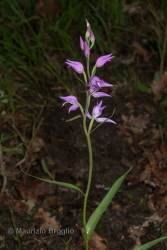 Immagine 1 di 7 - Cephalanthera rubra (L.) Rich.