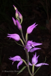 Immagine 3 di 7 - Cephalanthera rubra (L.) Rich.