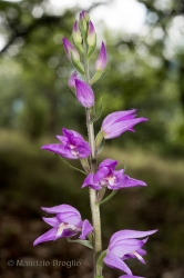 Immagine 4 di 7 - Cephalanthera rubra (L.) Rich.
