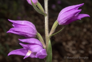 Immagine 6 di 7 - Cephalanthera rubra (L.) Rich.