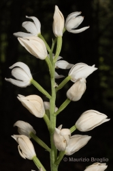 Immagine 4 di 5 - Cephalanthera longifolia (L.) Fritsch