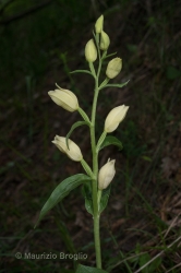 Immagine 1 di 6 - Cephalanthera damasonium (Mill.) Druce