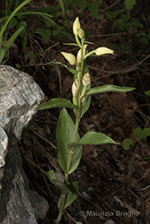 Immagine 4 di 6 - Cephalanthera damasonium (Mill.) Druce
