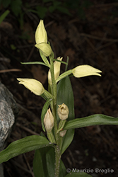 Immagine 5 di 6 - Cephalanthera damasonium (Mill.) Druce