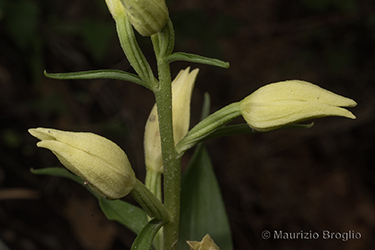 Immagine 6 di 6 - Cephalanthera damasonium (Mill.) Druce