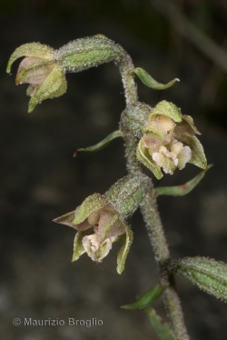 Epipactis microphylla (Ehrh.) Sw.