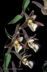 Immagine 2 di 5 - Epipactis palustris (L.) Crantz