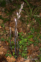 Immagine 5 di 6 - Limodorum abortivum (L.) Sw.