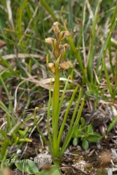 Immagine 1 di 4 - Chamorchis alpina (L.) Rich.
