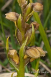 Immagine 4 di 4 - Chamorchis alpina (L.) Rich.