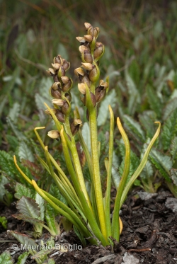 Chamorchis alpina (L.) Rich.