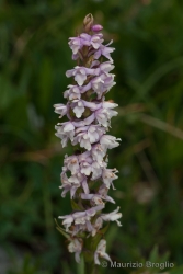 Immagine 1 di 3 - Gymnadenia odoratissima (L.) Rich.