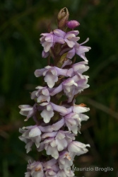 Immagine 2 di 3 - Gymnadenia odoratissima (L.) Rich.