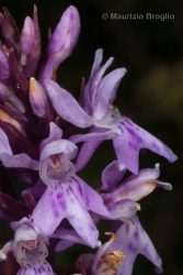 Immagine 3 di 3 - Gymnadenia odoratissima (L.) Rich.