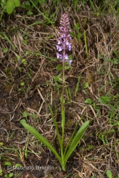 Immagine 1 di 5 - Gymnadenia conopsea (L.) R.Br.