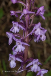 Immagine 3 di 5 - Gymnadenia conopsea (L.) R.Br.