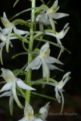 Immagine 3 di 4 - Platanthera bifolia (L.) Rich.