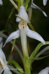 Immagine 4 di 4 - Platanthera bifolia (L.) Rich.