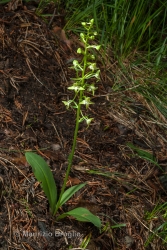 Immagine 1 di 3 - Platanthera chlorantha (Custer) Rchb.