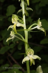 Immagine 2 di 3 - Platanthera chlorantha (Custer) Rchb.