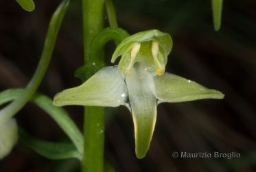Immagine 3 di 3 - Platanthera chlorantha (Custer) Rchb.