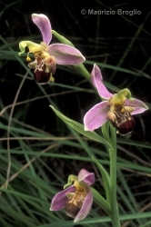 Immagine 1 di 3 - Ophrys apifera Huds.