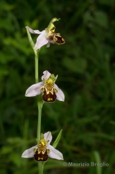Immagine 2 di 3 - Ophrys apifera Huds.