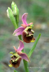 Immagine 1 di 6 - Ophrys holosericea (Burnm. f.) Greuter