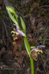 Immagine 2 di 6 - Ophrys holosericea (Burnm. f.) Greuter