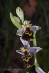 Immagine 3 di 6 - Ophrys holosericea (Burnm. f.) Greuter