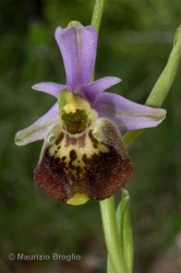 Immagine 5 di 6 - Ophrys holosericea (Burnm. f.) Greuter