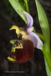 Immagine 6 di 6 - Ophrys holosericea (Burnm. f.) Greuter