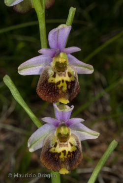 Ophrys holosericea (Burnm. f.) Greuter