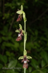 Immagine 1 di 4 - Ophrys insectifera L.