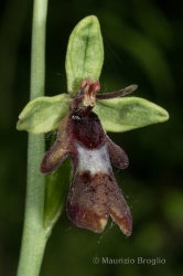 Immagine 2 di 4 - Ophrys insectifera L.