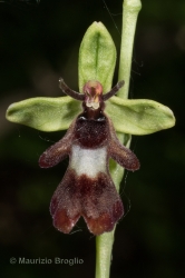 Immagine 3 di 4 - Ophrys insectifera L.