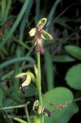 Immagine 4 di 4 - Ophrys insectifera L.