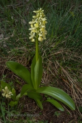 Immagine 3 di 5 - Orchis pallens L.