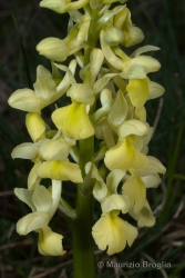 Immagine 4 di 5 - Orchis pallens L.