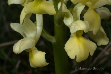 Immagine 5 di 5 - Orchis pallens L.