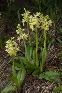 Orchis pallens L.
